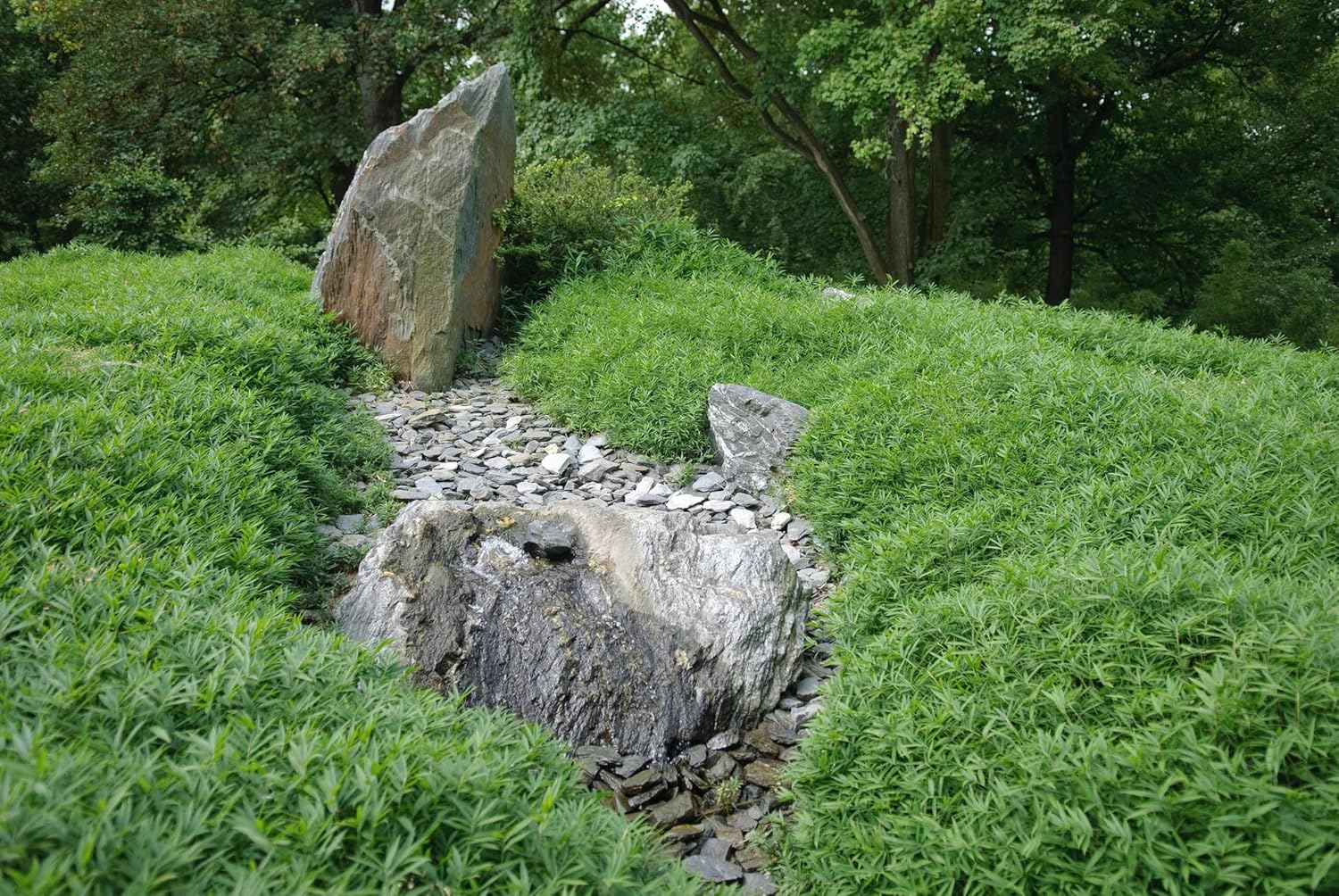Pleioblastus pygmaeus / Zwerg-Bambus
