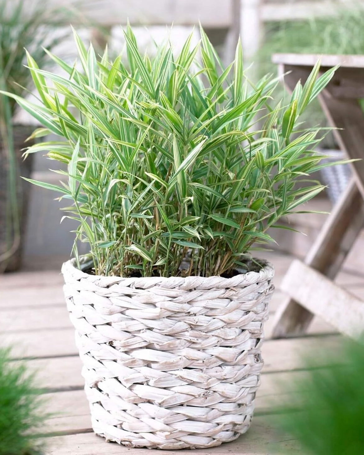 Pleioblastus 'Variegatus' / Bunter Zwergbambus