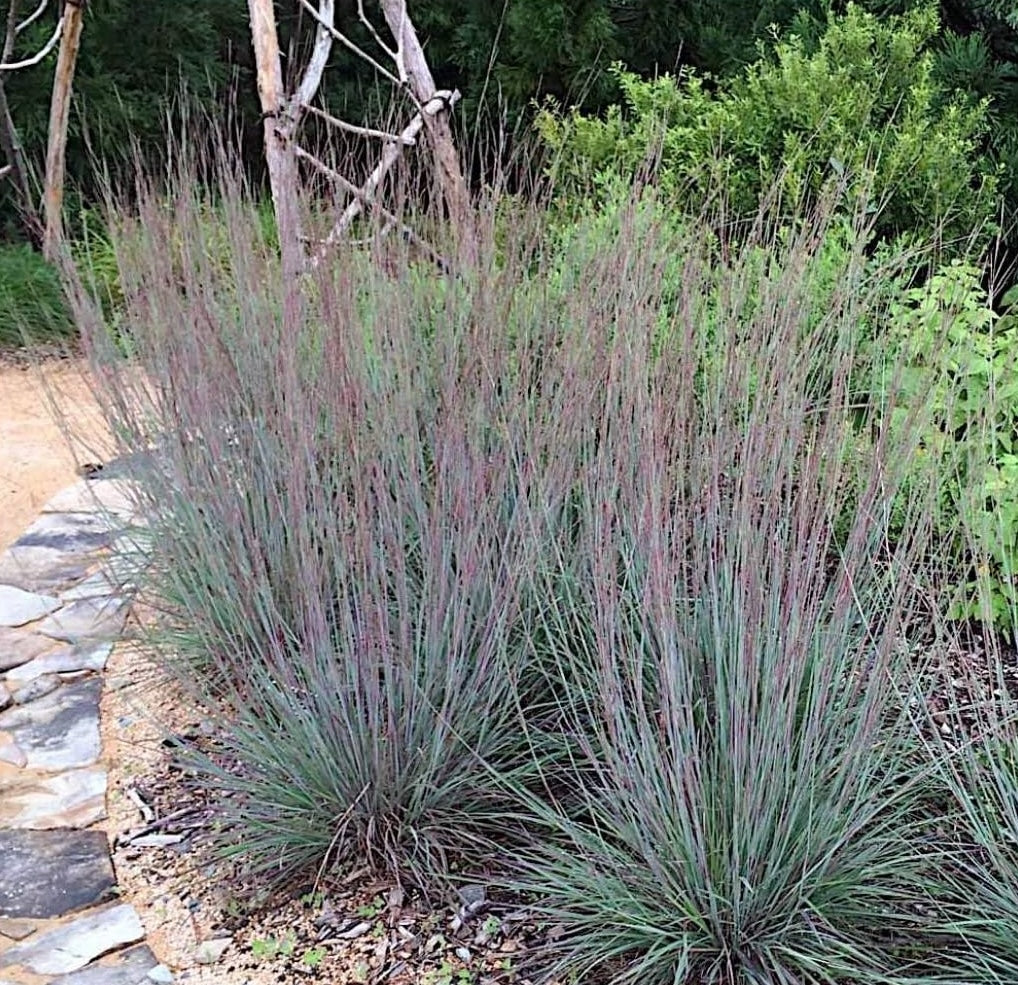Ziergras Schizachyrium scoparium 'Blue Heaven’ mit blauen Blättern, kleines Präriegras, Stauden Gänge