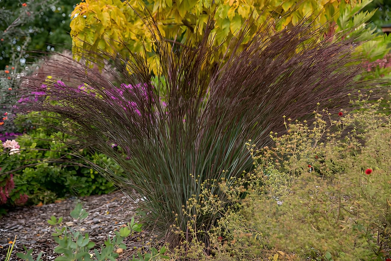 Ziergras Schizachyrium scoparium 'Blue Heaven' von Stauden Gänge, nahe aufgenommen, mit bläulichen Grashalmen und lockerer Wuchsform