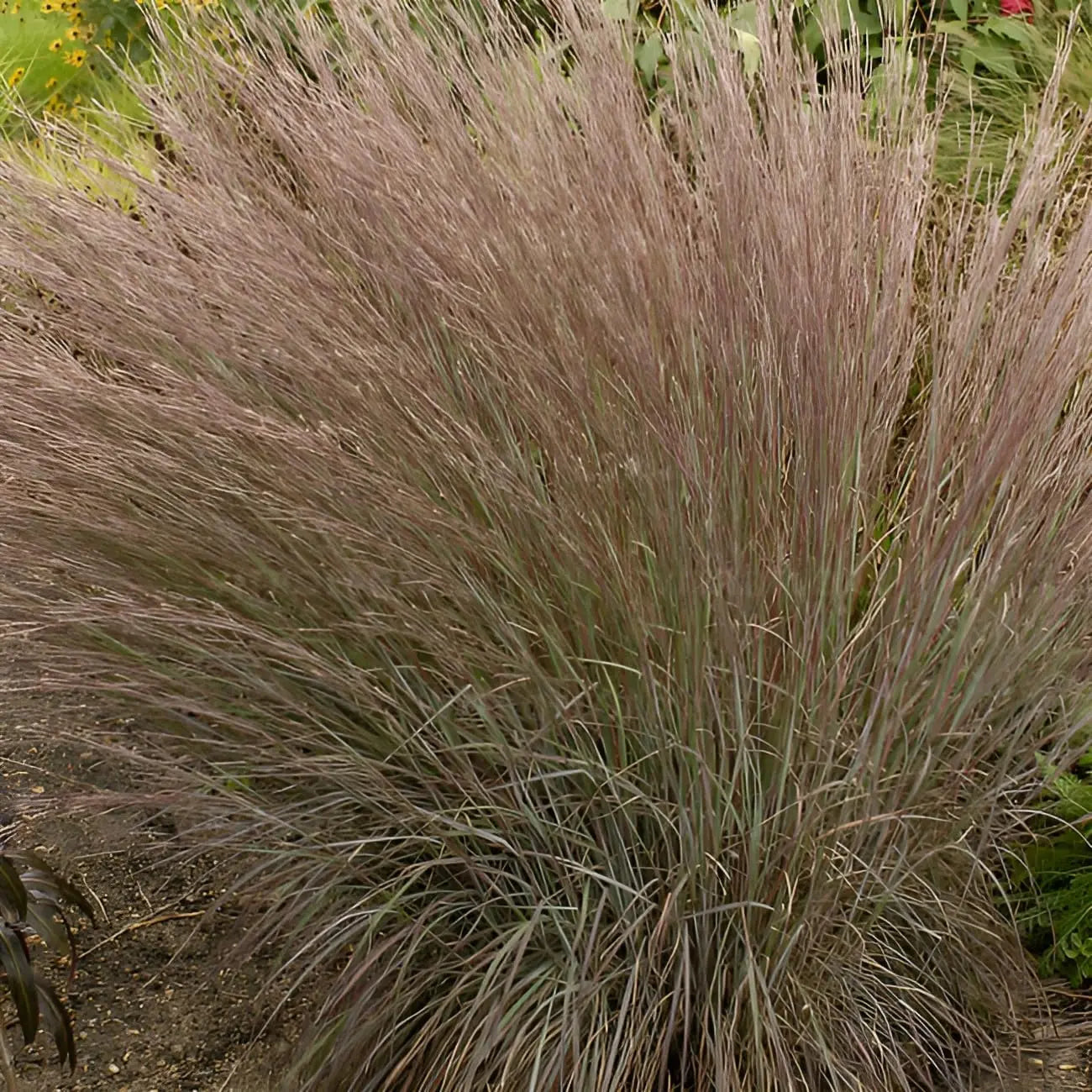 Ziergras Schizachyrium scoparium 'Blue Heaven' von Stauden Gänge, kleines Präriegras mit bläulichen Halmen auf Bild