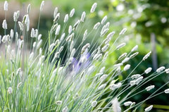 Ziergras Sesleria sadleriana, Ungarisches Blaugras, grüne schmale Blätter, im Gartenbeet, Stauden Gänge.