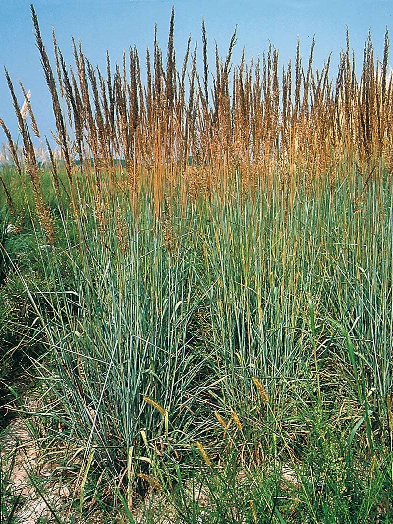 Ziergras Sorghastrum nutans 'Indian Steel‘ von Stauden Gänge, mit goldenen Halmen und federartigen Blättern.