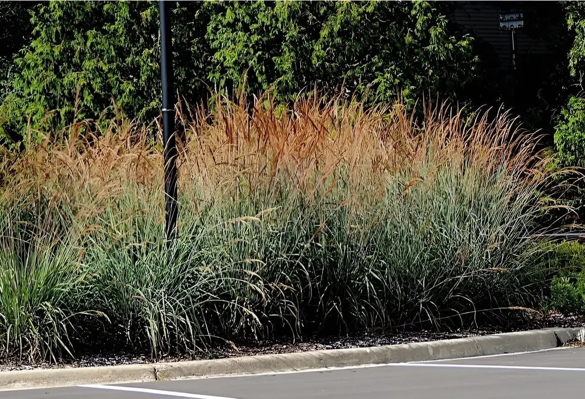 Ziergras Sorghastrum nutans 'Indian Steel' von Stauden Gänge, mit goldgelben Halmen und braunen Blütenständen.
