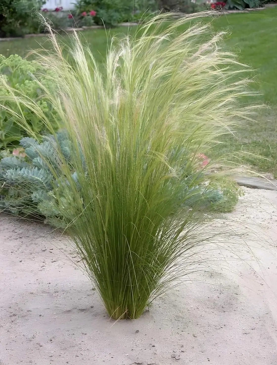 Ziergras Stipa tenuissima 'Pony Tails' von Stauden Gänge mit filigranen, langen Federwedeln, vor hellem Hintergrund.