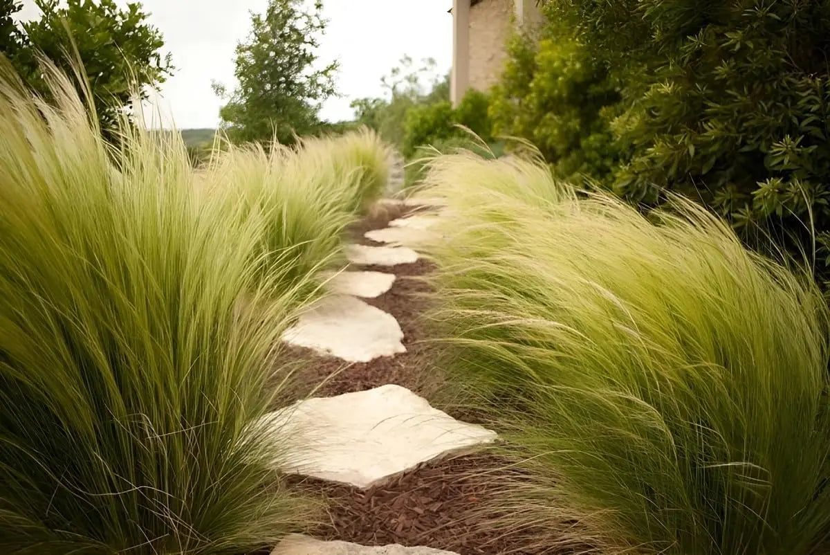 Feines Stipa tenuissima 'Pony Tails' Ziergras von Stauden Gänge, mit langen, federartigen Gräsern im Garten.