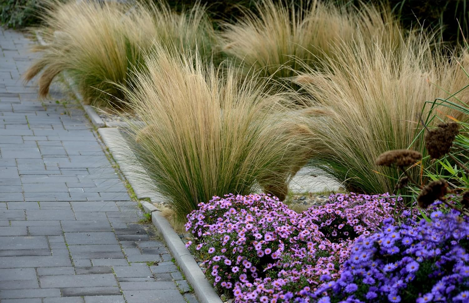 Ziergras Stipa tenuissima 'Pony Tails' mit feinen, langen Halmen, Stauden Gänge, dekoratives Federgras im Garten