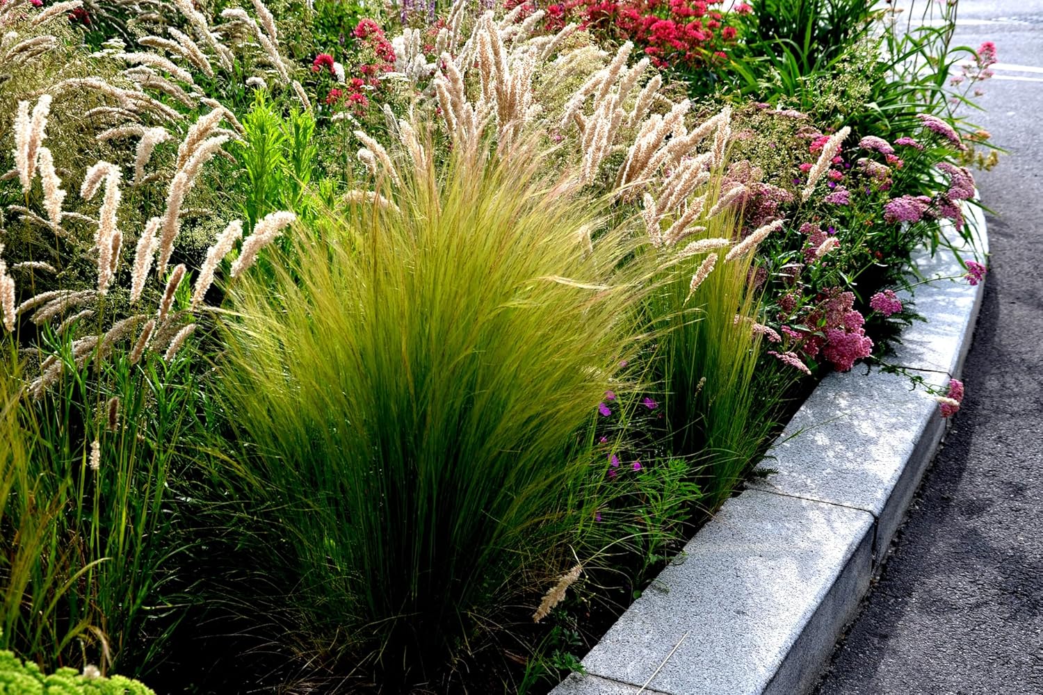 Ziergras Stipa tenuissima 'Pony Tails' von Stauden Gänge mit feinen, langen Grashalmen im Garten.