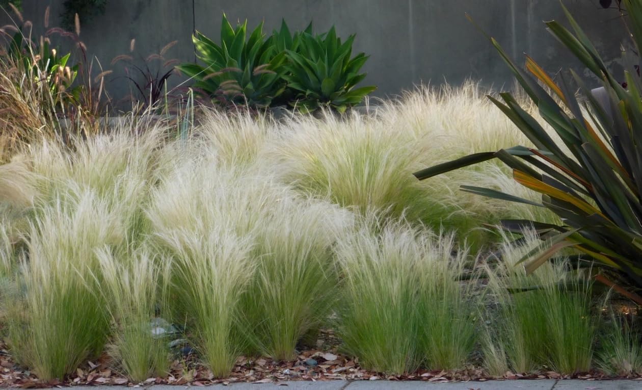 Ziergras Stipa tenuissima 'Pony Tails' von Stauden Gänge, feines, filigranes Federgras im Garten.