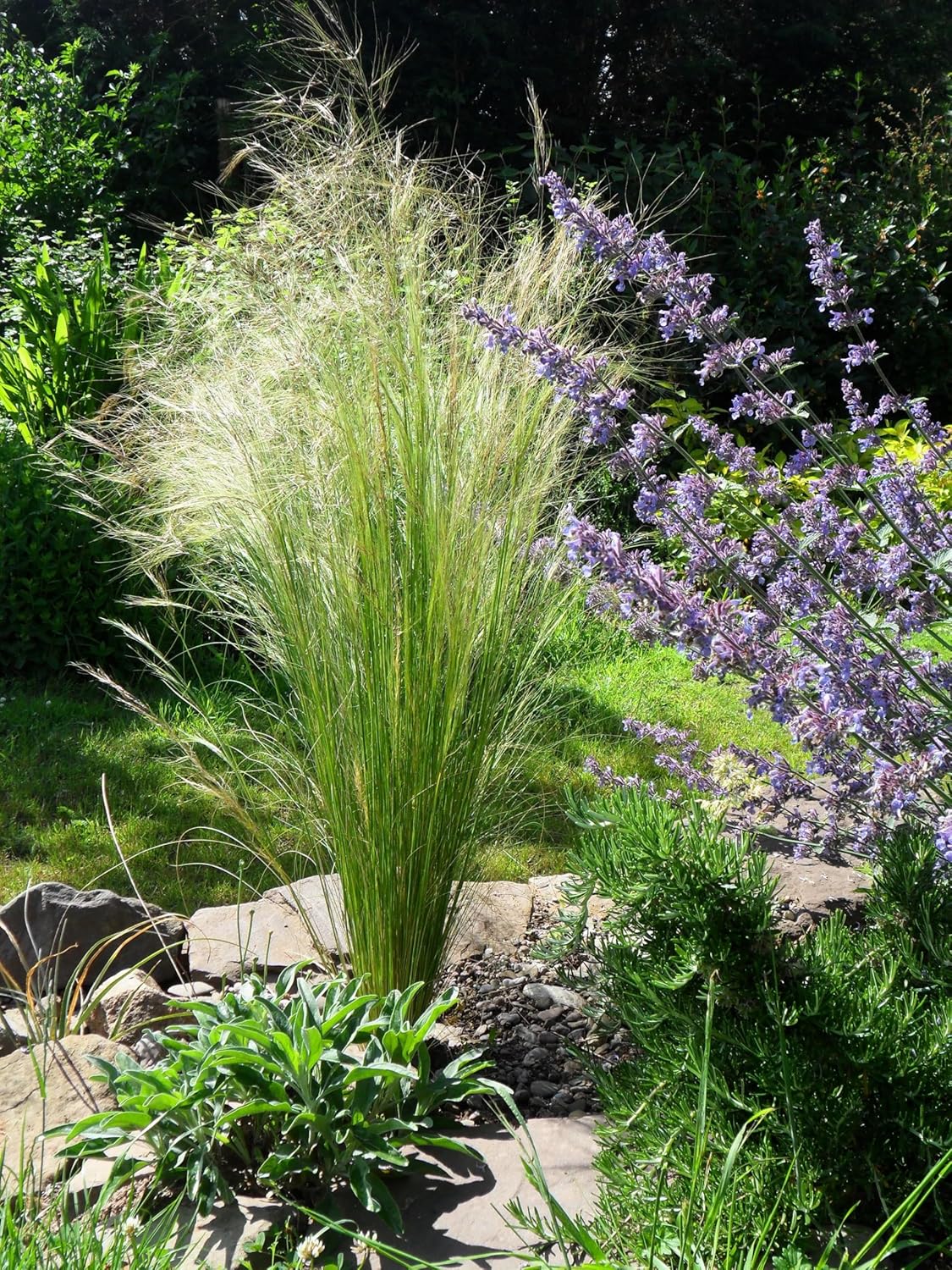 Ziergras Stipa tenuissima 'Pony Tails' von Stauden Gänge, feine, federartige Gräser mit langen Halmen.