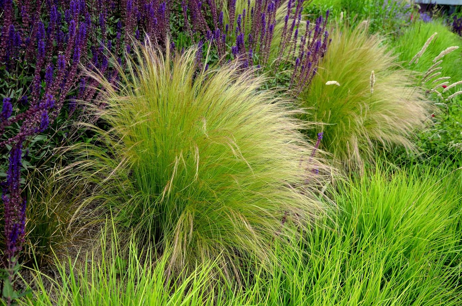 Ziergras Stipa tenuissima 'Pony Tails' von Stauden Gänge, feines Federgras mit langen, zarten Ähren im Garten.