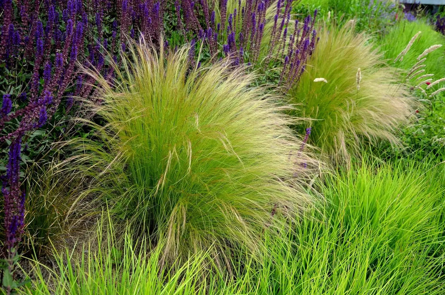 Ziergras Stipa tenuissima 'Pony Tails' im XXL Topf, feine, elegante Gräser für Garten und Balkon, von Stauden Gänge