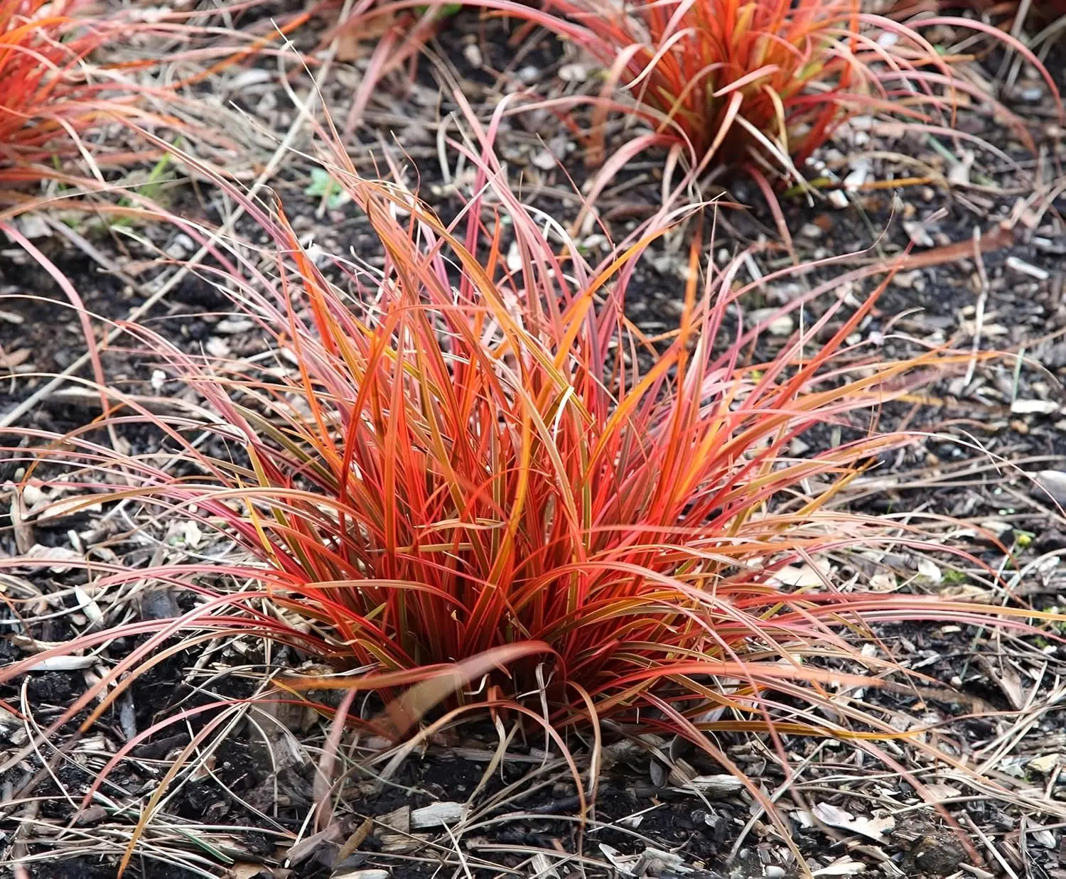 Ziergras Uncinia rubra 'Everflame' mit leuchtend roten Halmen, Stauden Gänge, dekoratives Mahagoni-Gras im Garten