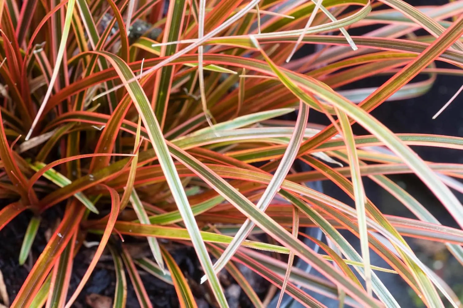 Ziergras Uncinia rubra 'Everflame' von Stauden Gänge mit leuchtend roten und grünen Halmen, dekoratives Mahagoni Gras.