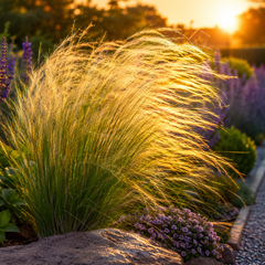 Ziergras Stipa tenuissima 'Pony Tails' von Stauden Gänge mit filigranen, langen Federwedeln im Gegenlicht der Abendsonne.