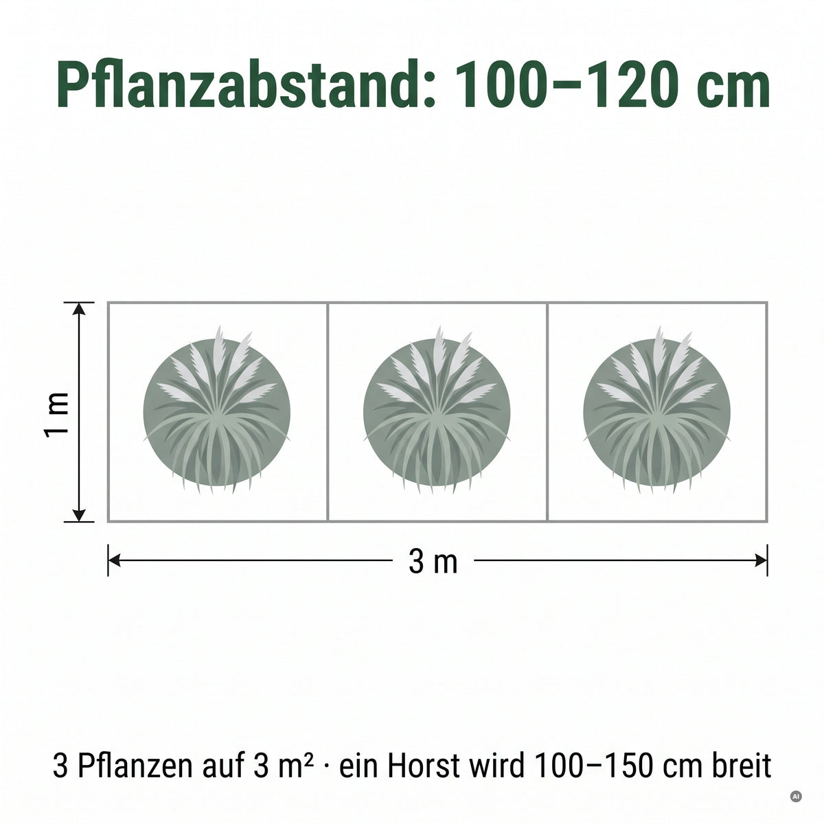 Pflanzplan für Cortaderia selloana 'Sunningdale Silver': Pflanzabstand 100 bis 120 cm, drei Pflanzen auf drei Quadratmetern