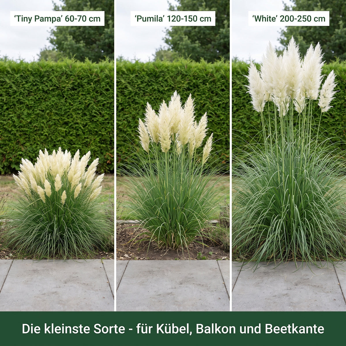Größenvergleich Pampasgras: Cortaderia 'Tiny Pampa' 60-70 cm, 'Pumila' 120-150 cm und 'White' 200-250 cm nebeneinander, Stauden Gänge.