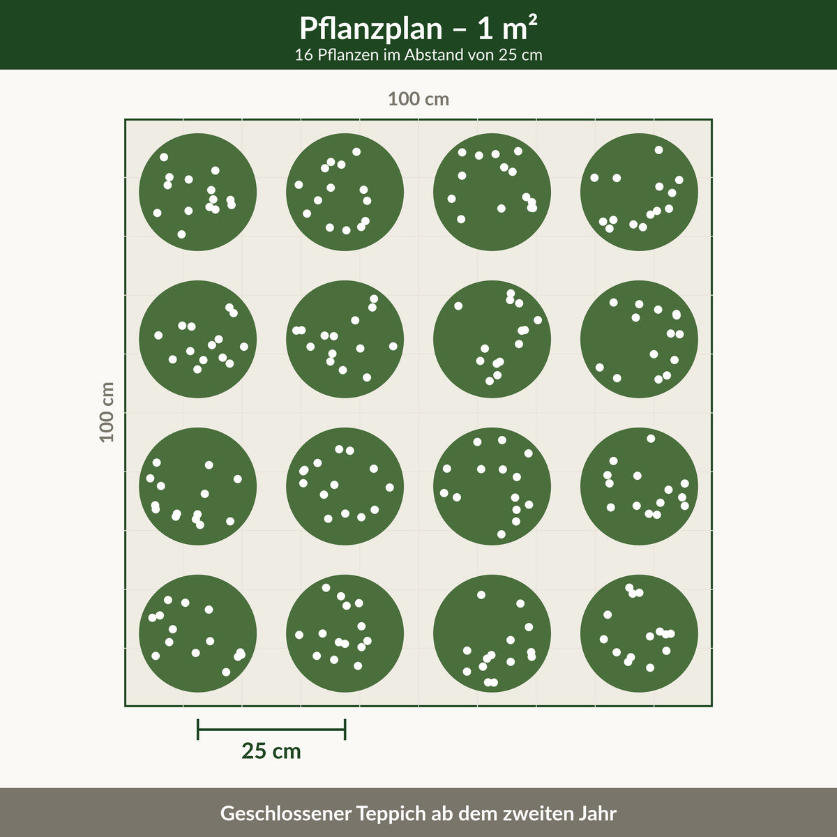 Pflanzplan für einen Quadratmeter: 16 Thymianpflanzen im Abstand von 25 cm