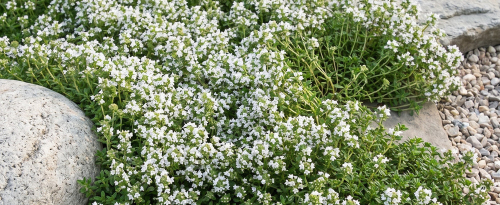 Weißer Polsterthymian Thymus praecox 'Wirral White': reinweiße Blütenköpfchen dicht an dicht über grünem Laub