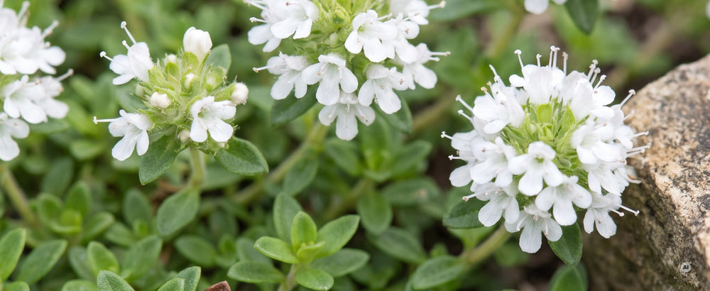 Nahaufnahme der reinweißen Blüten und des winzigen, dichten Laubs von 'Wirral White'