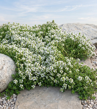 Weißer Polsterthymian Thymus praecox 'Wirral White' in Blüte