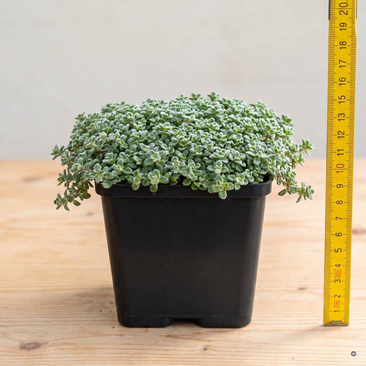 Lieferzustand: Wolliger Thymian als dichtes, filziges Polster im eckigen 9 × 9 cm Topf, daneben ein Zollstock