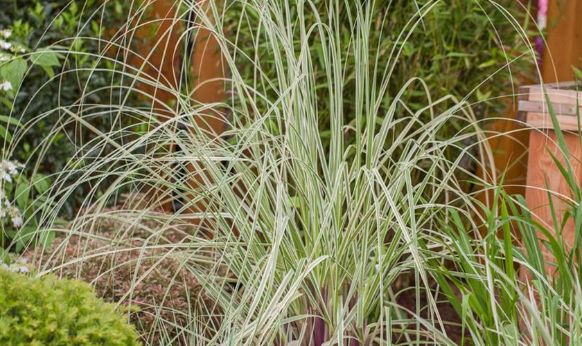 Cortaderia selloana ‚Silver Comet' / Pampasgras - XXL Topf