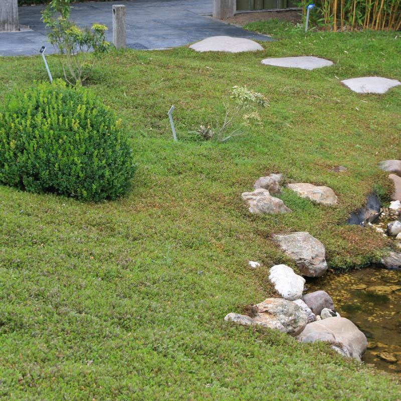 Cotula / Leptinella squalida 'Minima' / Fiederpolster