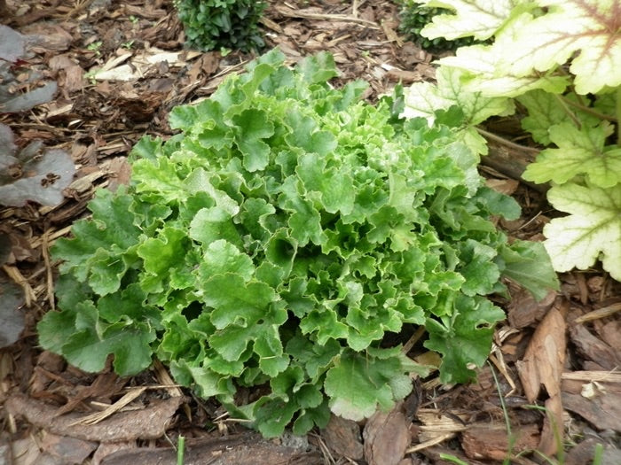 Heuchera americana 'Malachite' / Purpurglöckchen