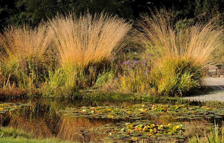 Molinia arundinacea 'Fontäne' / Hohes Pfeifengras