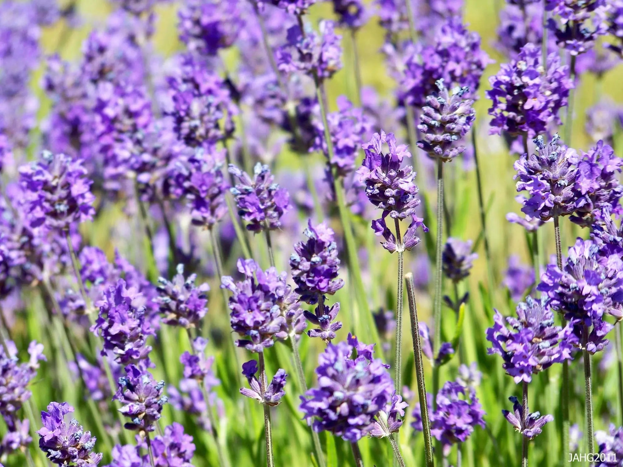 Verschiedene Lavendel Stauden, 40 Stück, Lavandula angustifolia Mix in 4 Sorten, Echter Lavendel, Stauden Gänge.