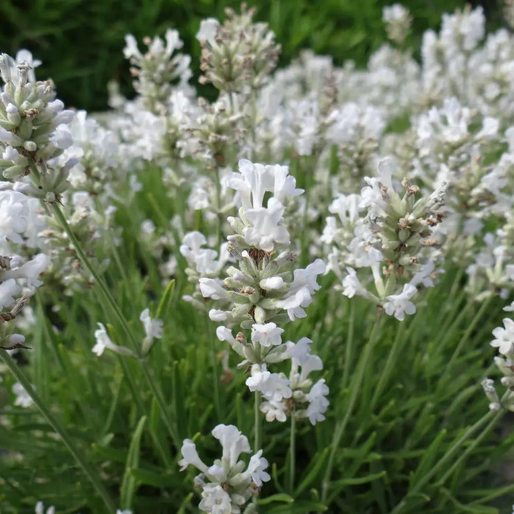 Verschiedene Lavendel Stauden, 40 Stück, Lavandula angustifolia Mix in 4 Sorten, Echter Lavendel, Stauden Gänge