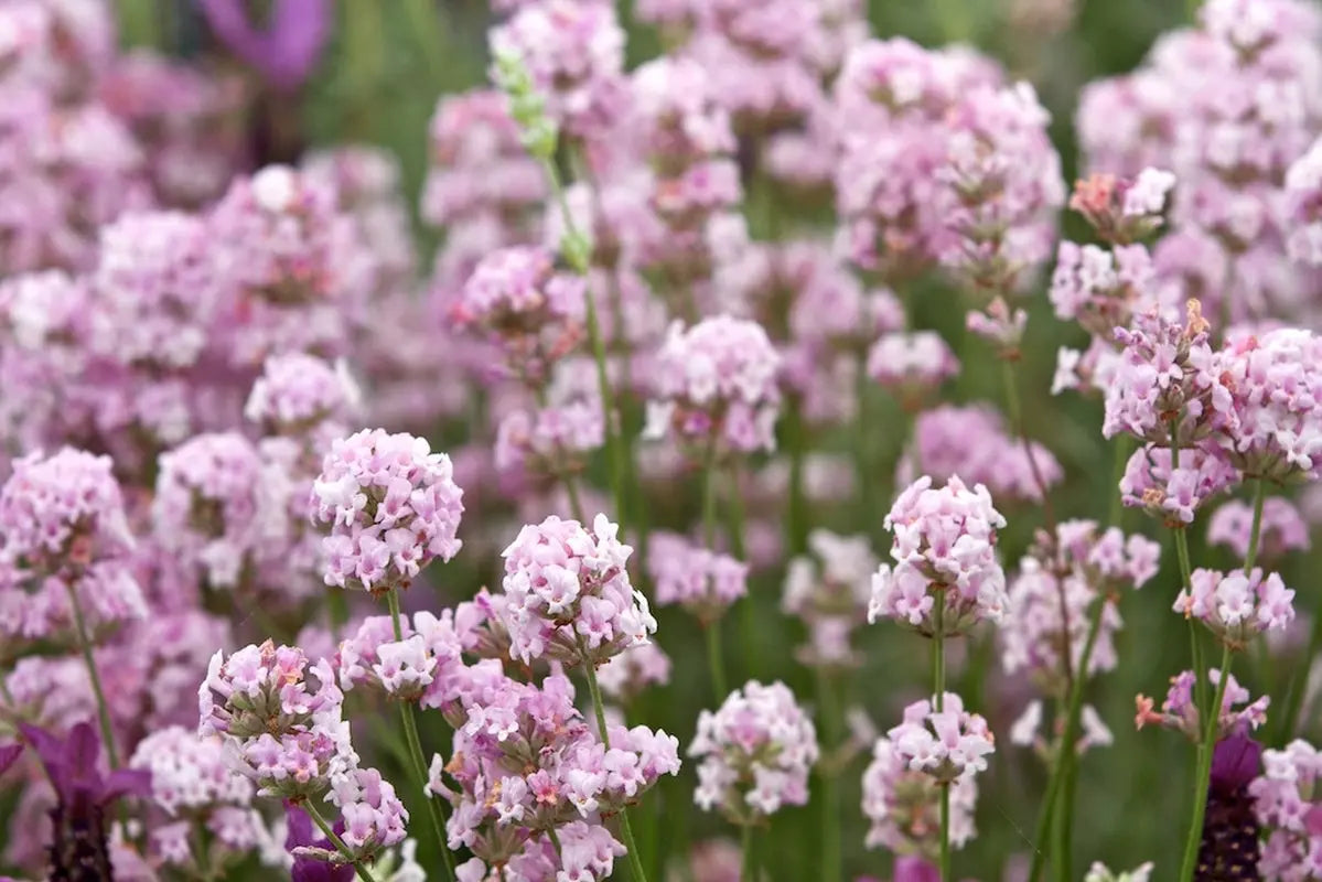 Verschiedene Lavandula angustifolia Stauden im Mix, Echter Lavendel, in Gartenbeet gepflanzt, von Stauden Gänge.