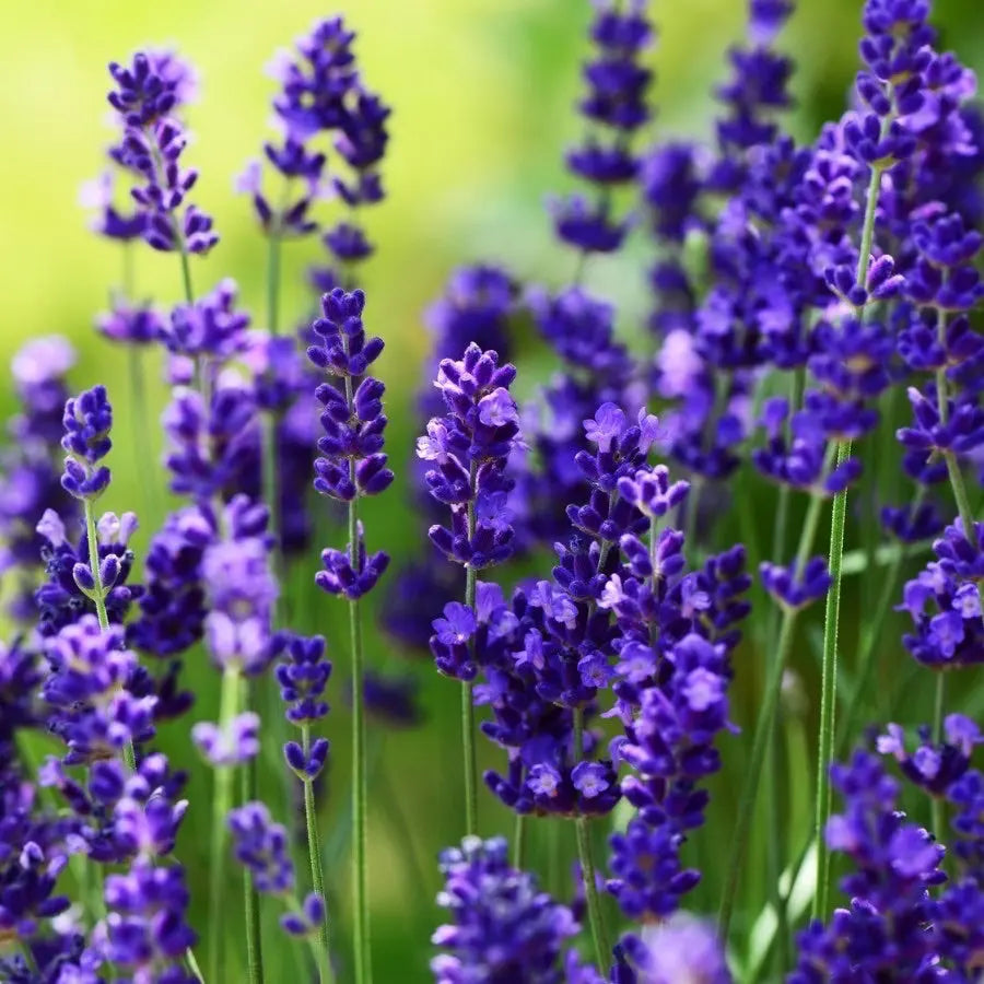 Verschiedene Lavendel Stauden, 40 Stück Lavandula angustifolia Mix in 4 Sorten, echte Lavendel Pflanzen von Stauden Gänge