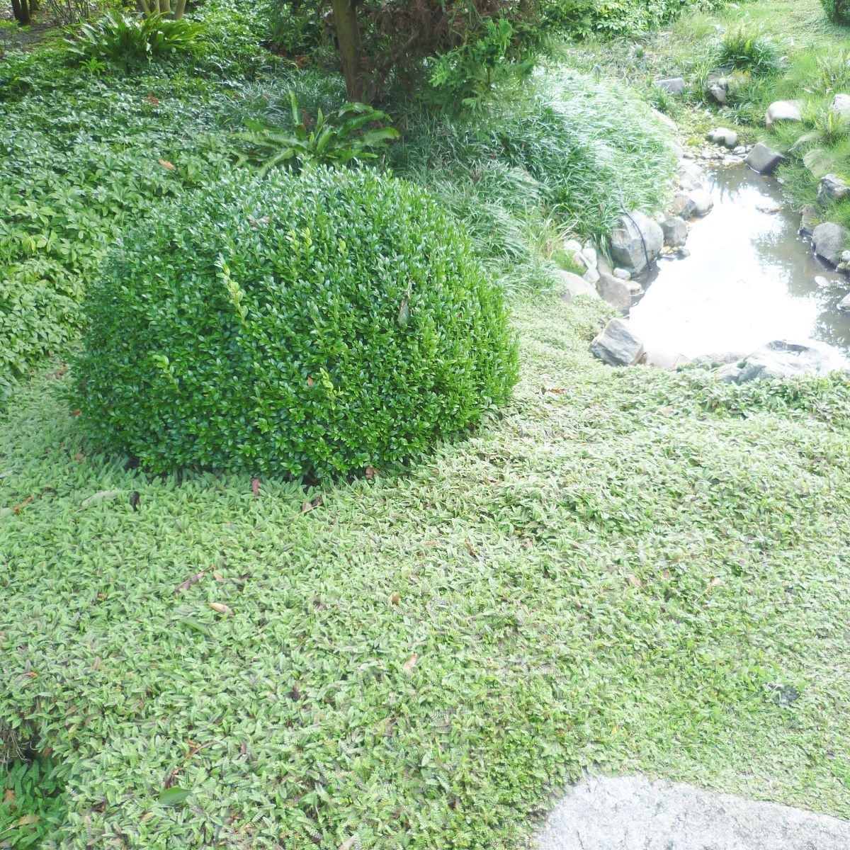 Cotula / Leptinella squalida / Fiederpolster - Stauden Gaenge