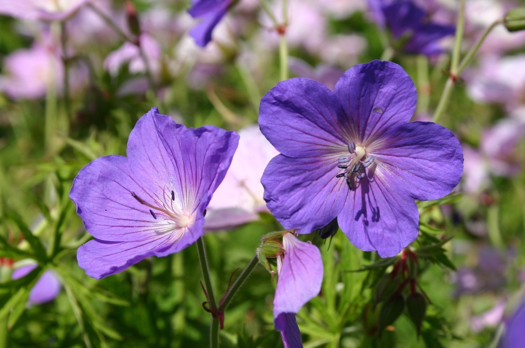Geranium clarkei 'Kashmir Purple' / Clarkes Storchschnabel - Stauden Gaenge
