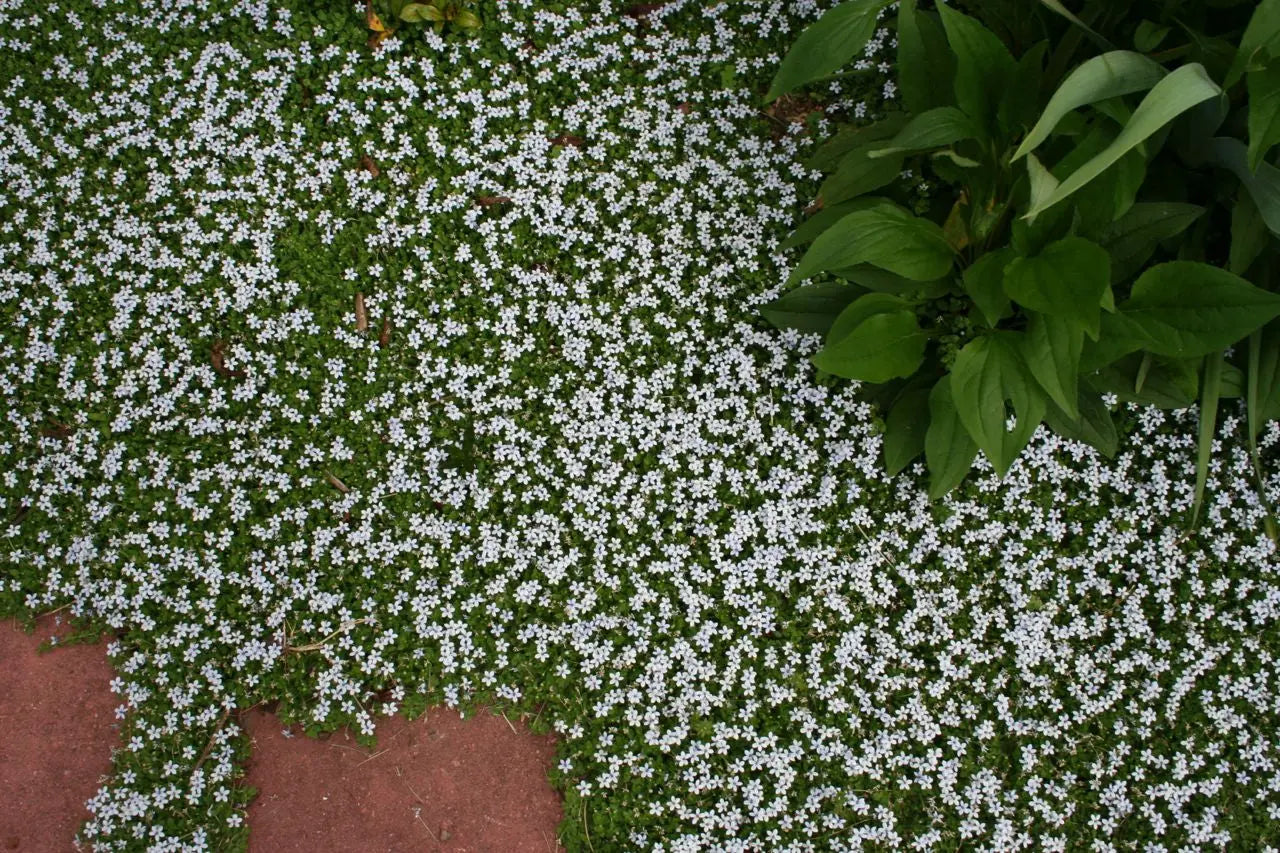 Blauer Bubikopf Isotoma fluviatilis als Staude von Stauden Gänge, mit hellblauen Blüten und grünen Blättern, im Garten.