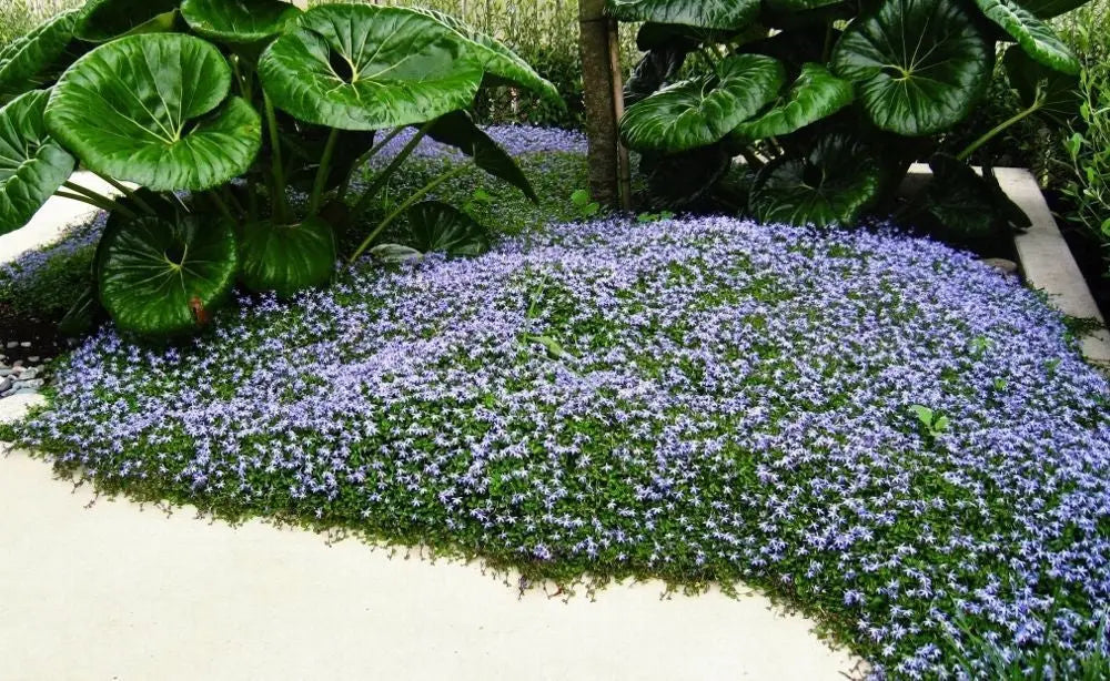 Blaue Blüten der Staude Isotoma fluviatilis, auch Blauer Bubikopf, von Stauden Gänge, Nahaufnahme der blauen Blüten und Blätter