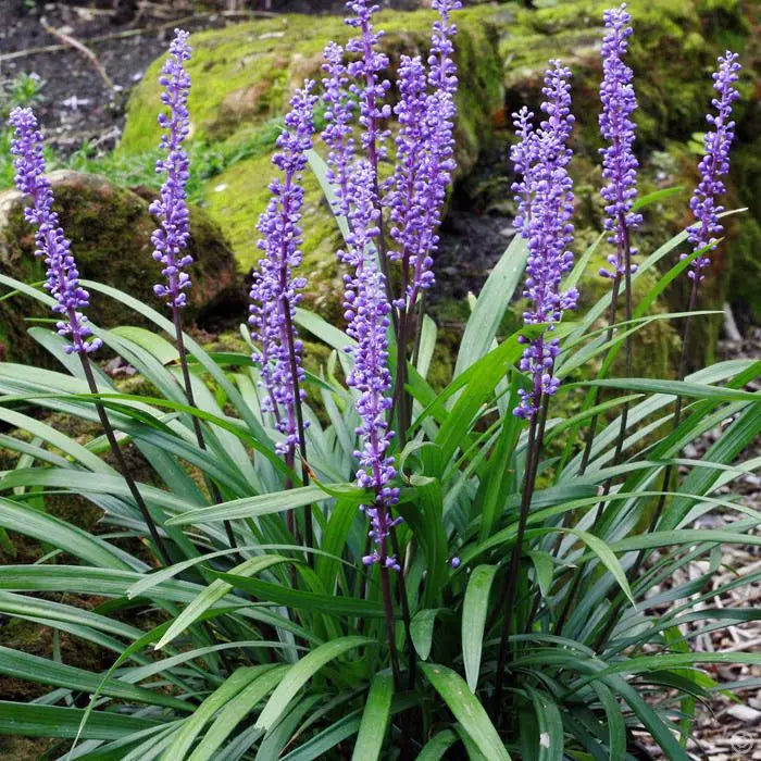 Liriope muscari 'Amethyst' Staude mit lilafarbenen Blüten und schmalen grünen Blättern, Stauden Gänge, Nahaufnahme