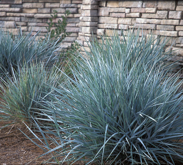 Drei blaue Ziergräser der Kollektion von Stauden Gänge, elegant und dekorativ in einem Gartenarrangement.