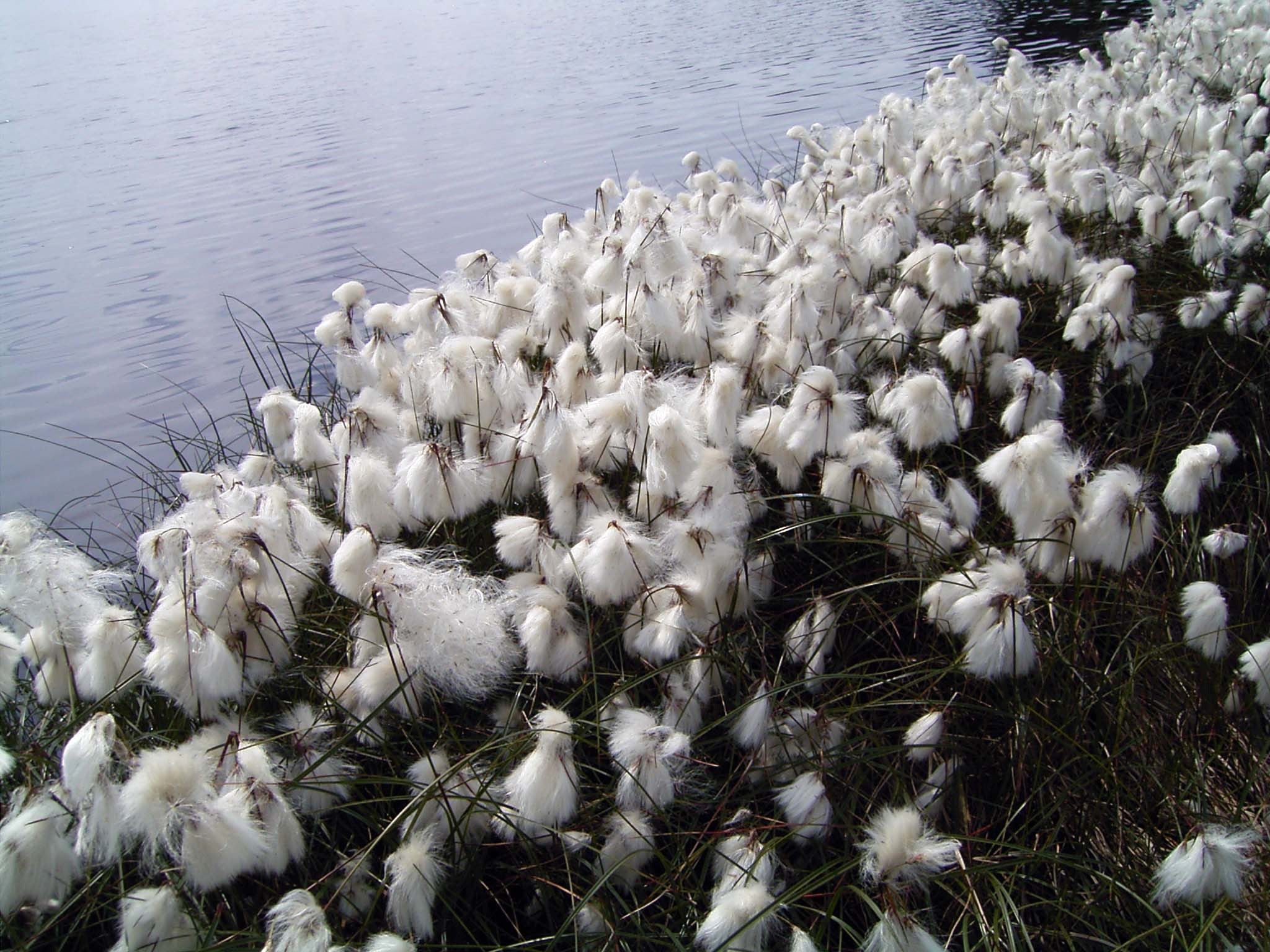 Eriophorum angustifolium / Wollgras - Stauden Gaenge