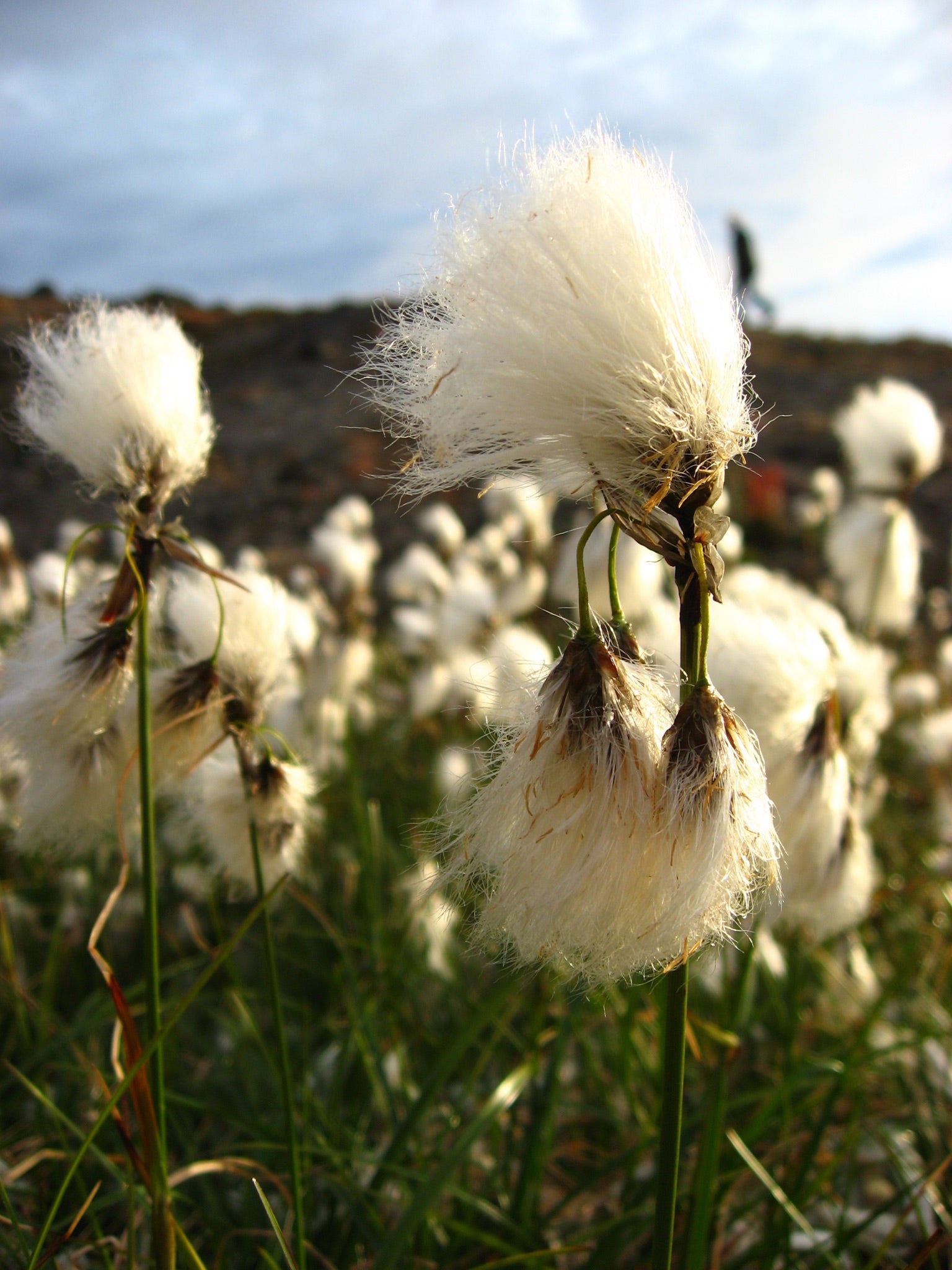 Eriophorum angustifolium / Wollgras - Stauden Gaenge
