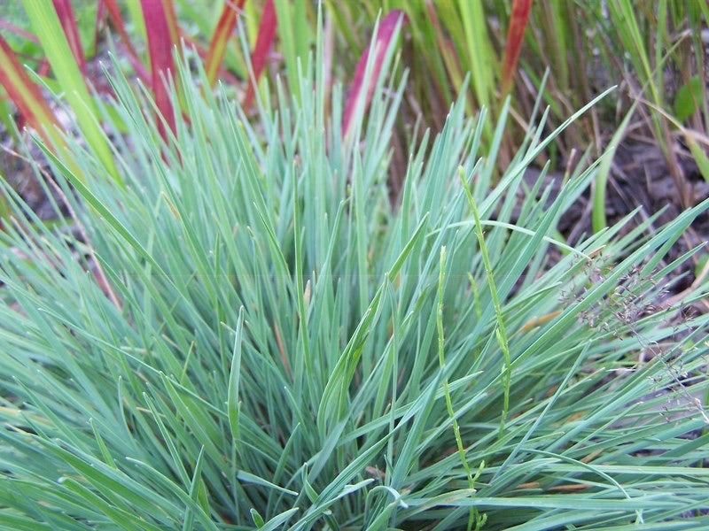 Koeleria glauca / Blaues Schillergras