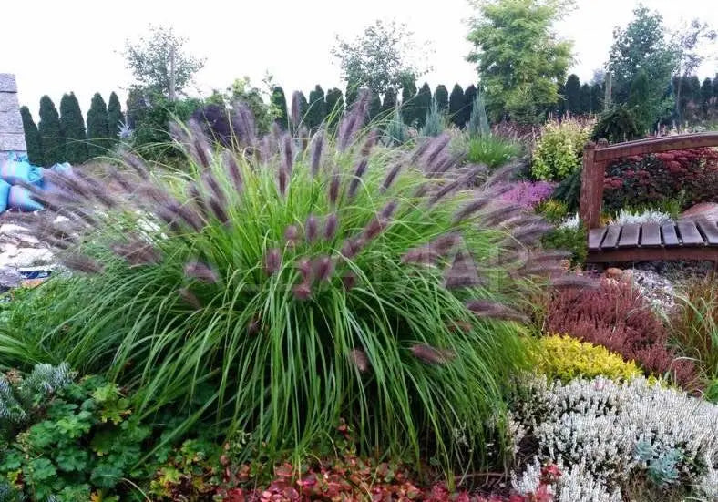Schwarzes Lampenputzergras Pennisetum alopecuroides 'Black Beauty' in XXL-Topf, dichtes Ziergras mit schwarzen Blüten.