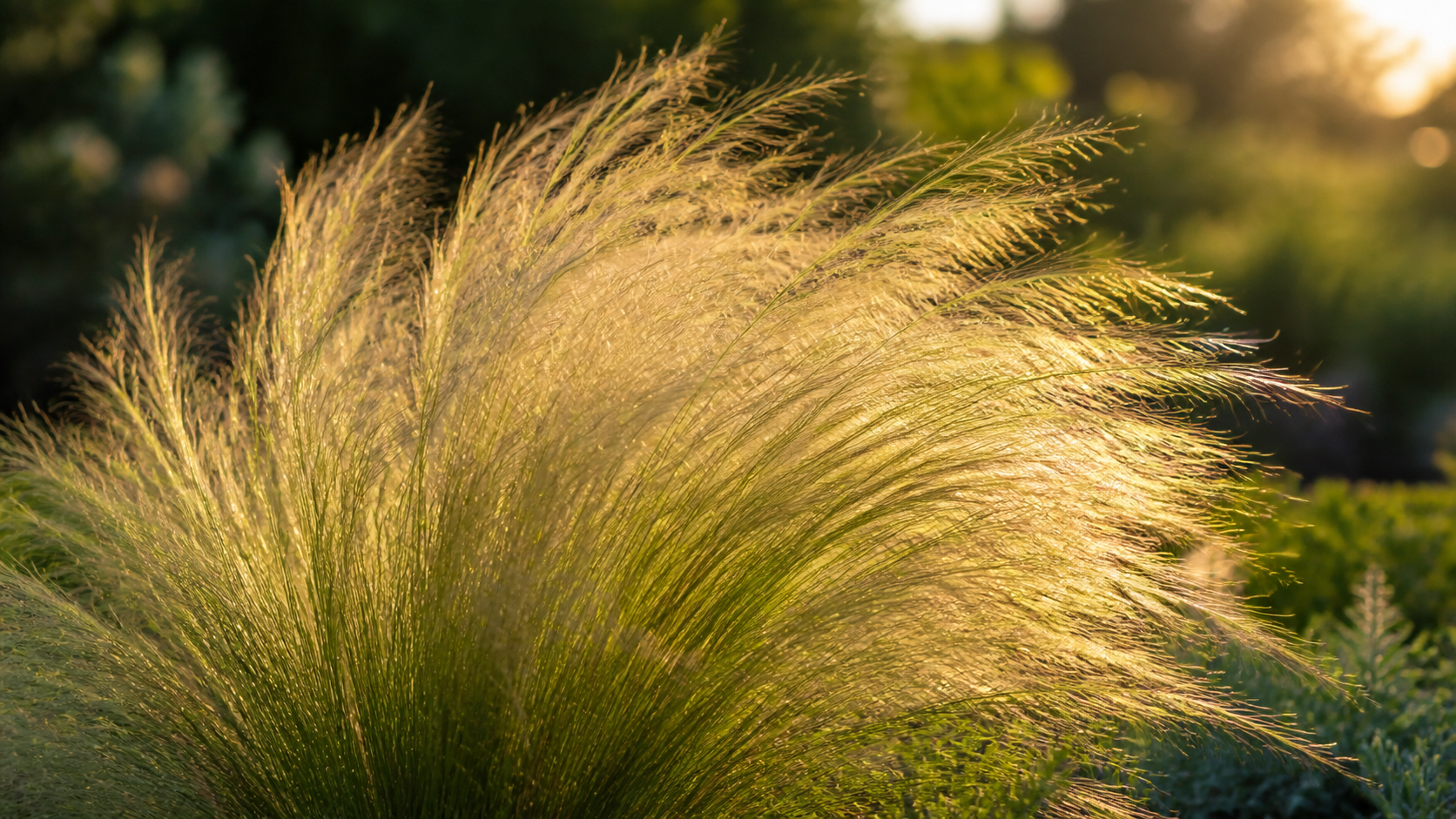 Federgras (Stipa tenuissima) mit feinen, seidigen Halmen im Gegenlicht der Abendsonne