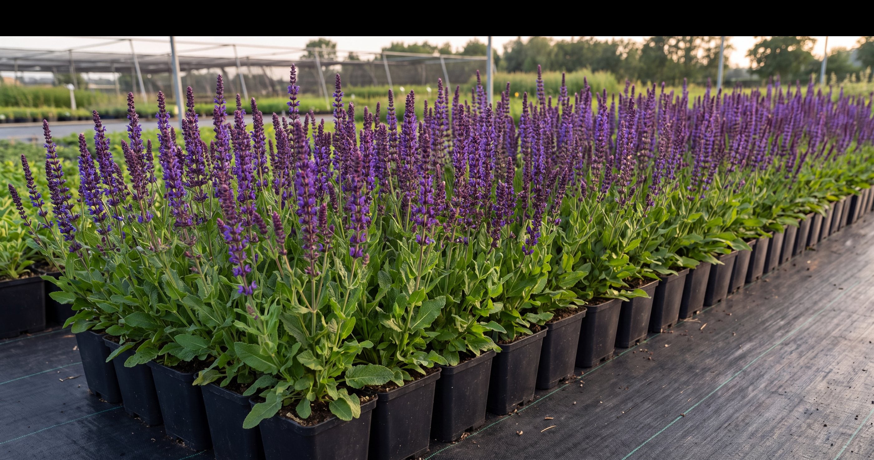 Reihen von Steppensalbei in eckigen schwarzen Toepfen auf dem Freilandfeld der Staudengaertnerei im vollen violettblauen Flor