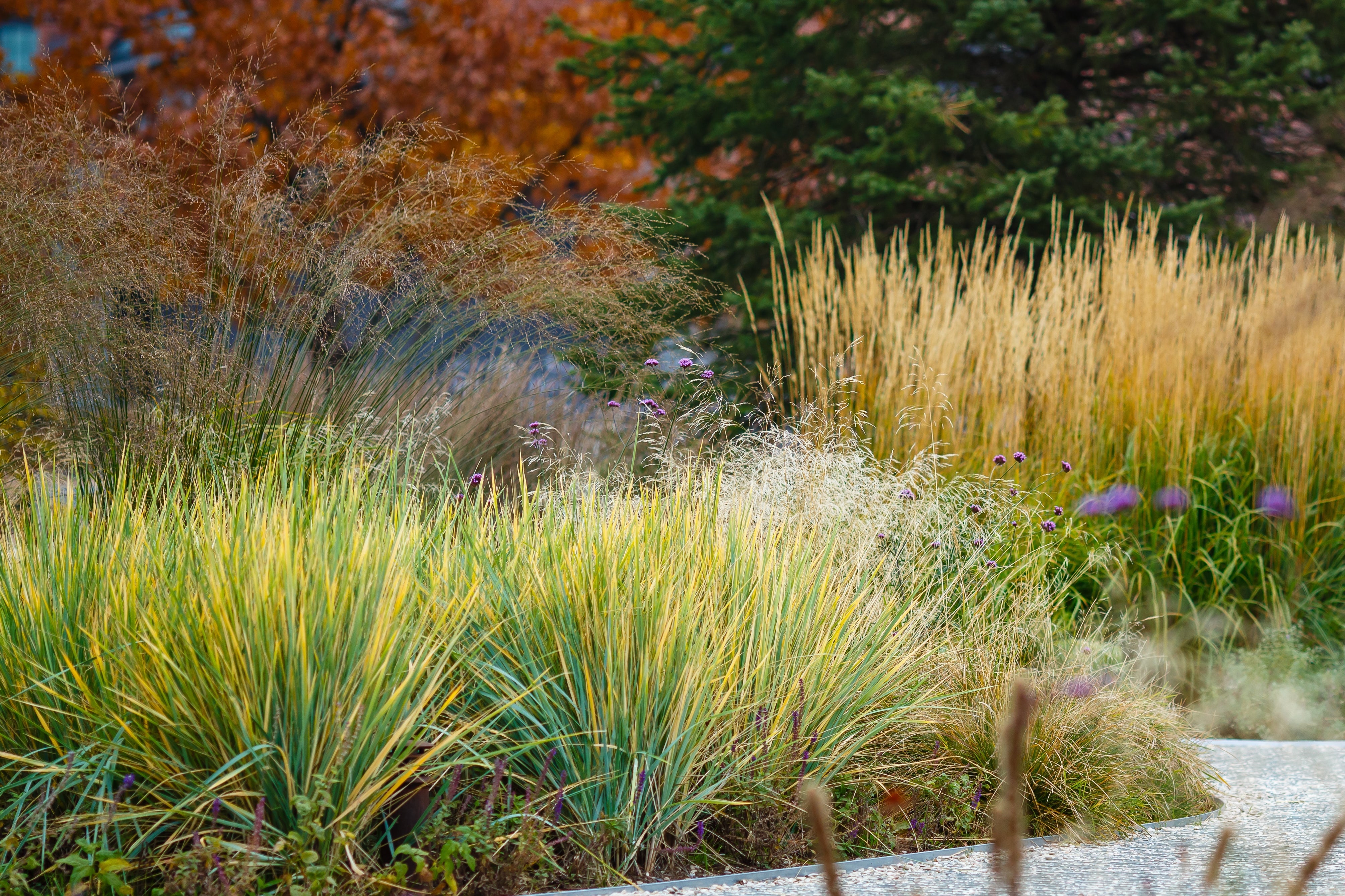 Kollektionen Gräser