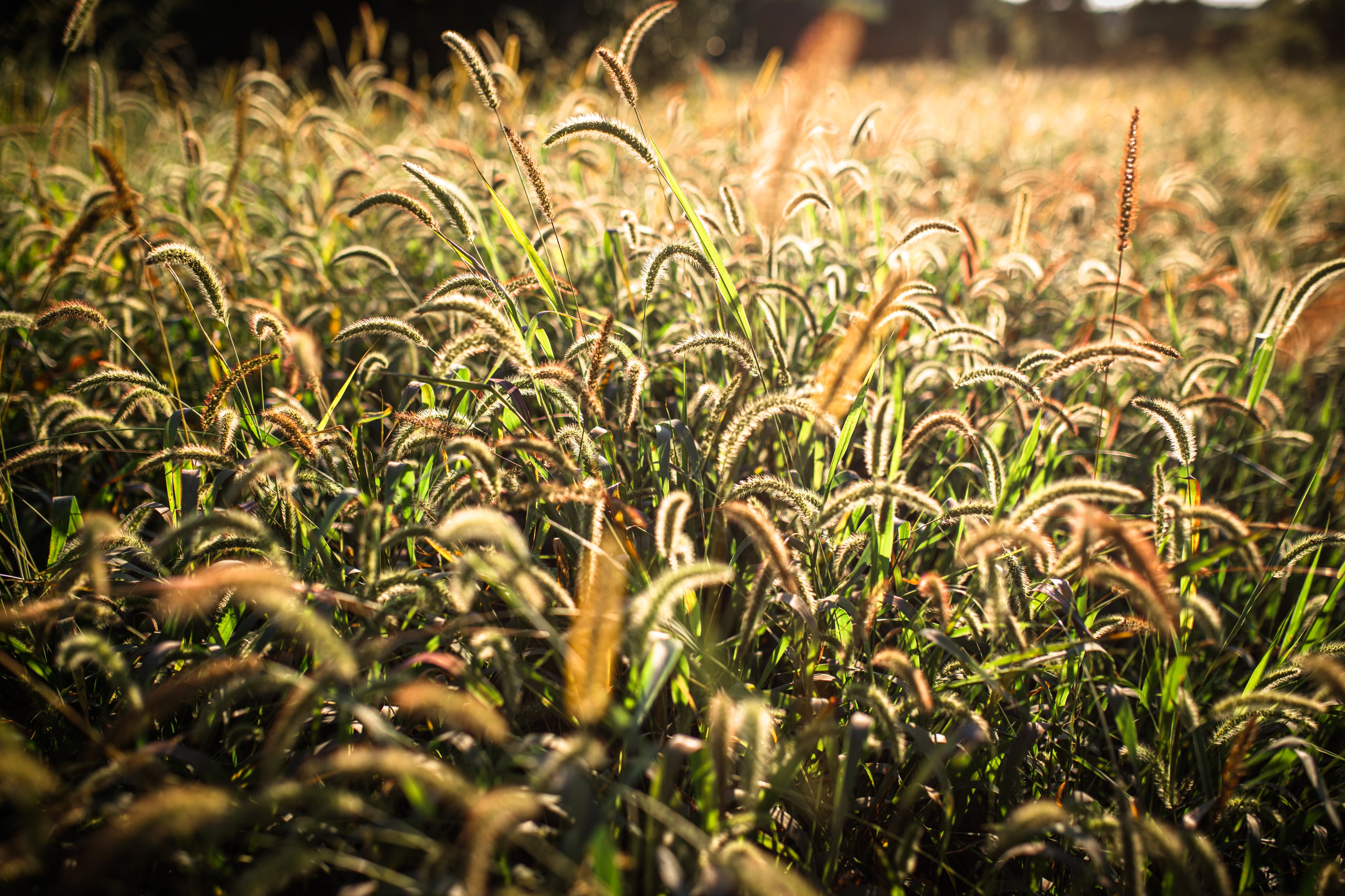 Alopecurus - Gold-Fuchsschwanz