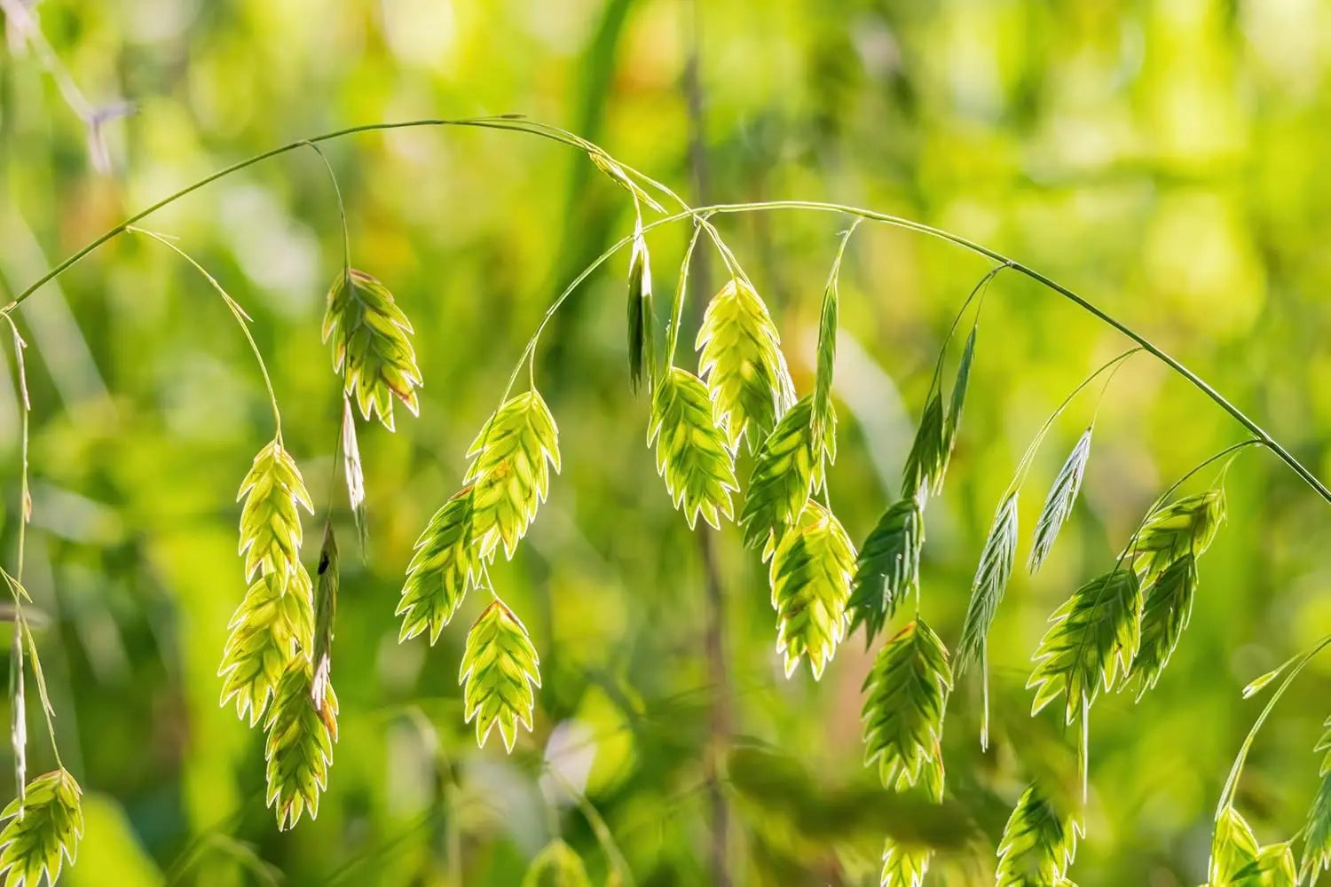 Chasmanthium - Plattährengras Stauden Gaenge