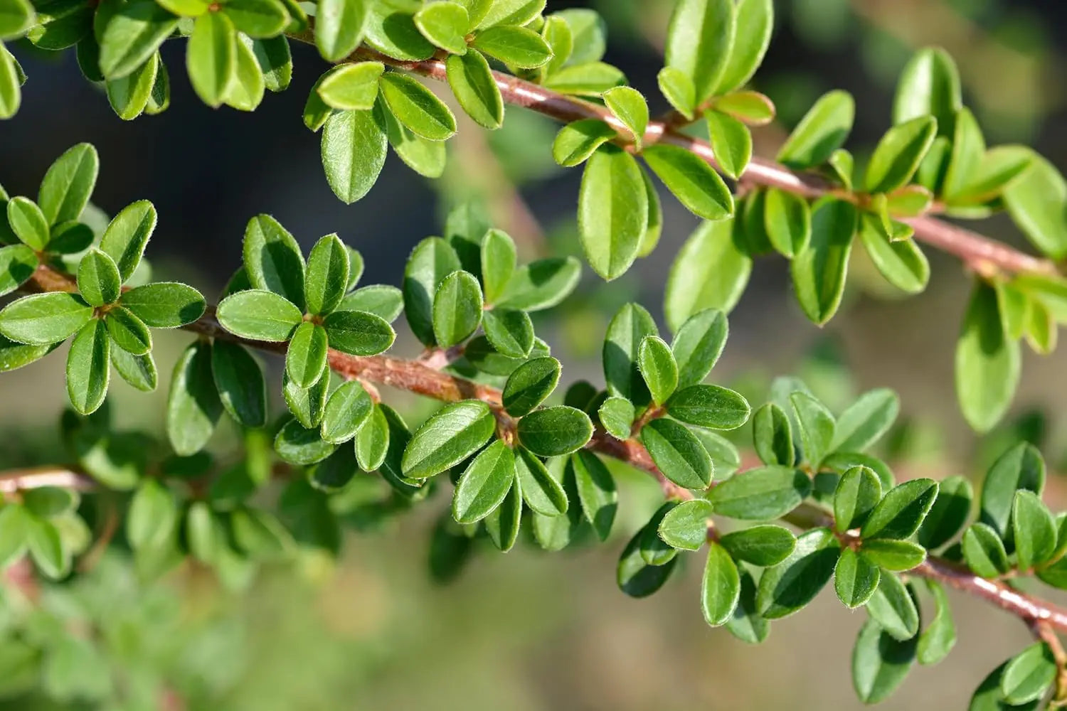 Cotoneaster - Teppichmispel Stauden Gaenge